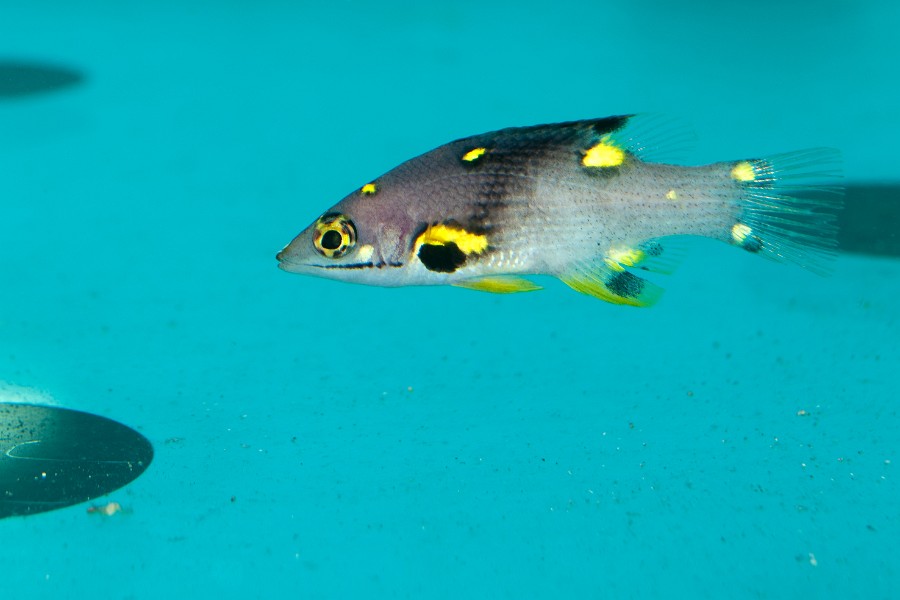 Yellow Spotted Saltwater Fish in Aquarium